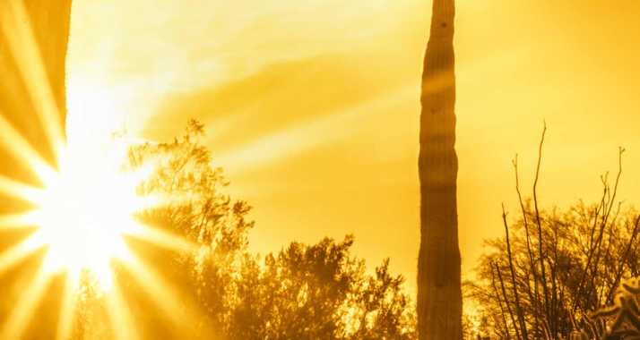 Sun and saguaro