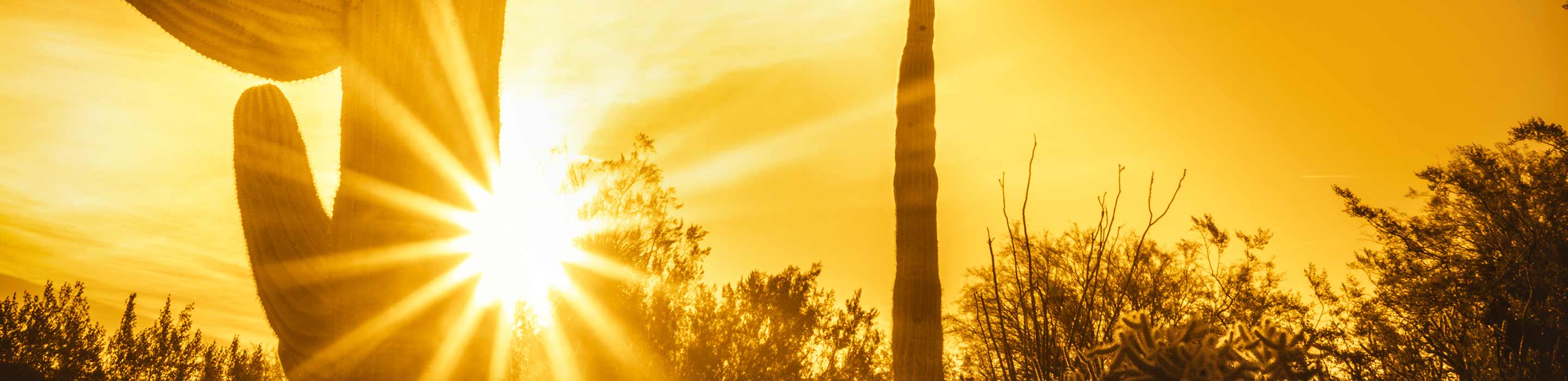 Sun and saguaro