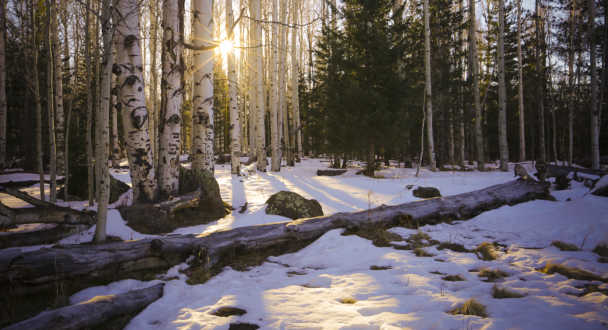 Snow in Flagstaff