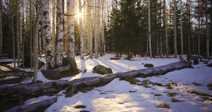 Snow in Flagstaff