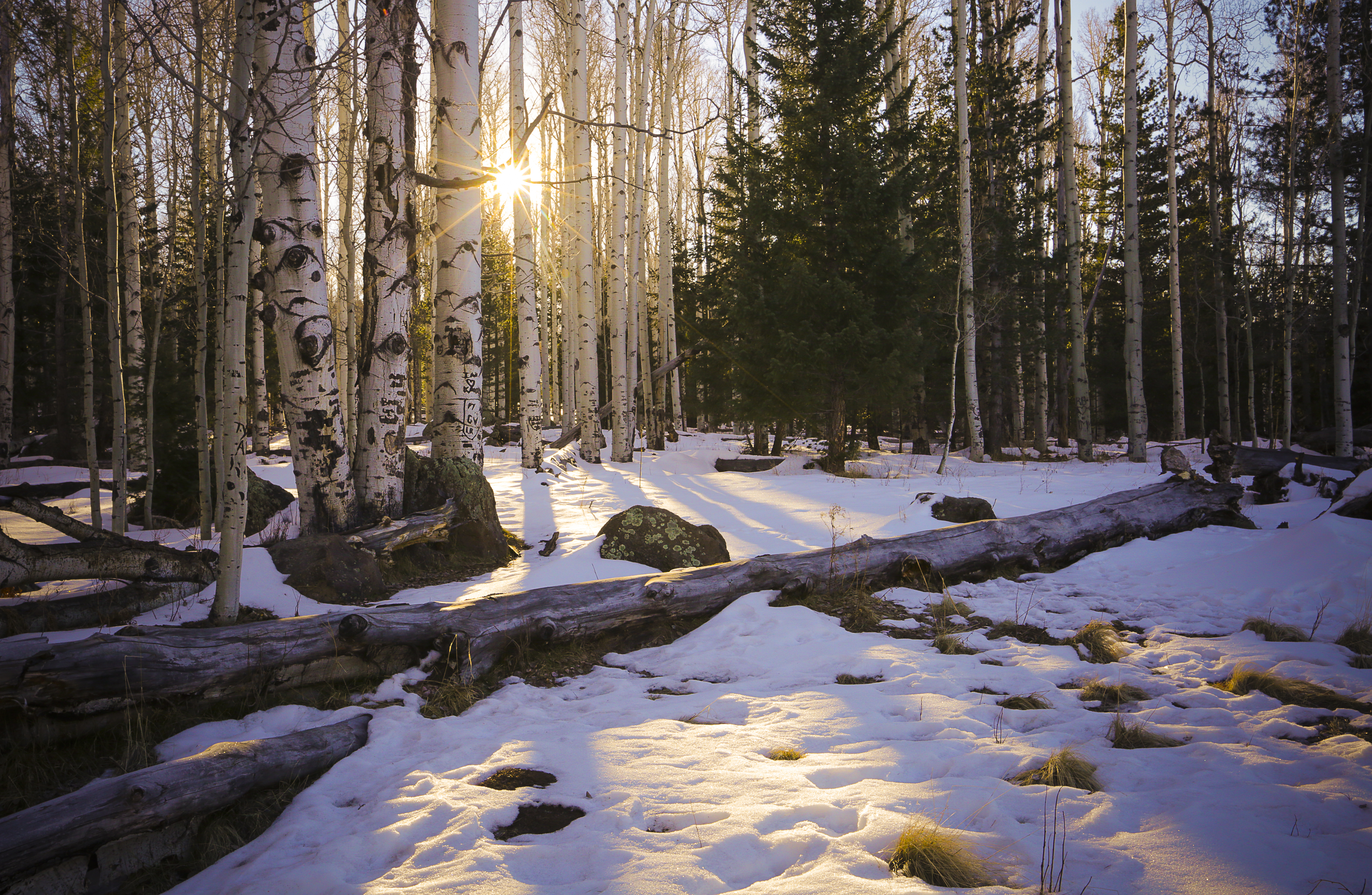 Snow in Flagstaff