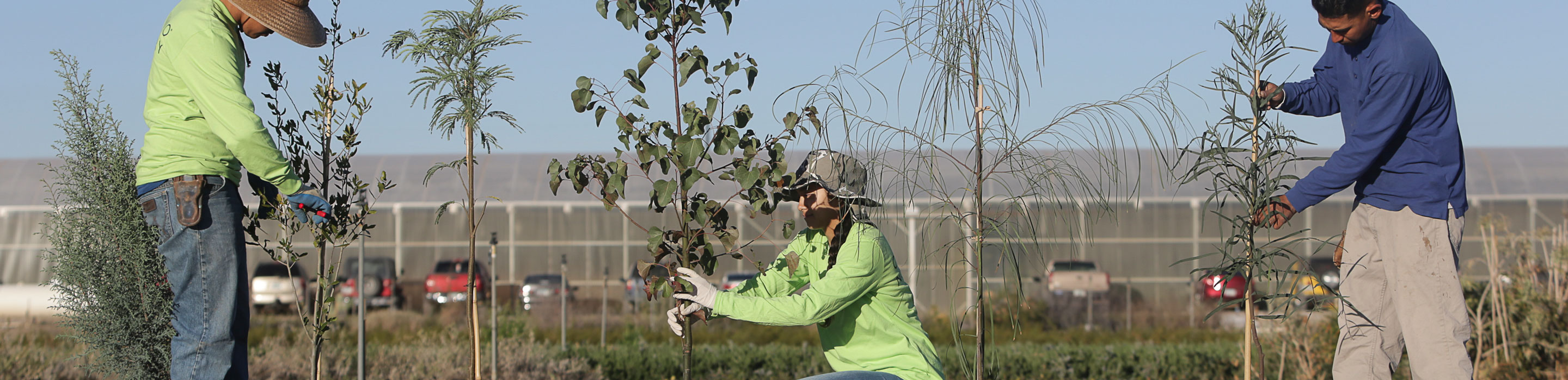 TEP-Trees-for-You Planting trees