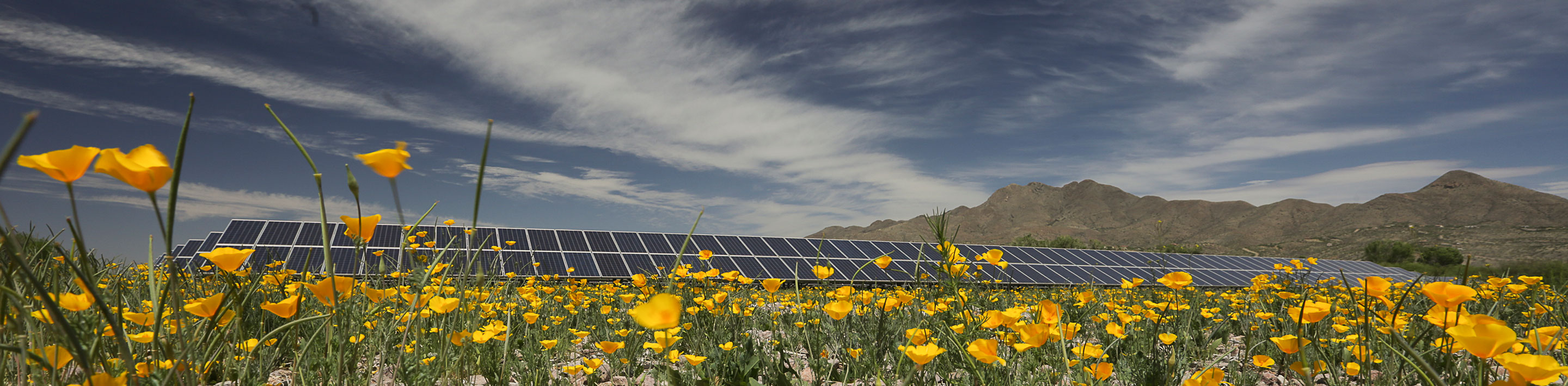 poppy-solar-wb-1 Solar array and poppy flowers