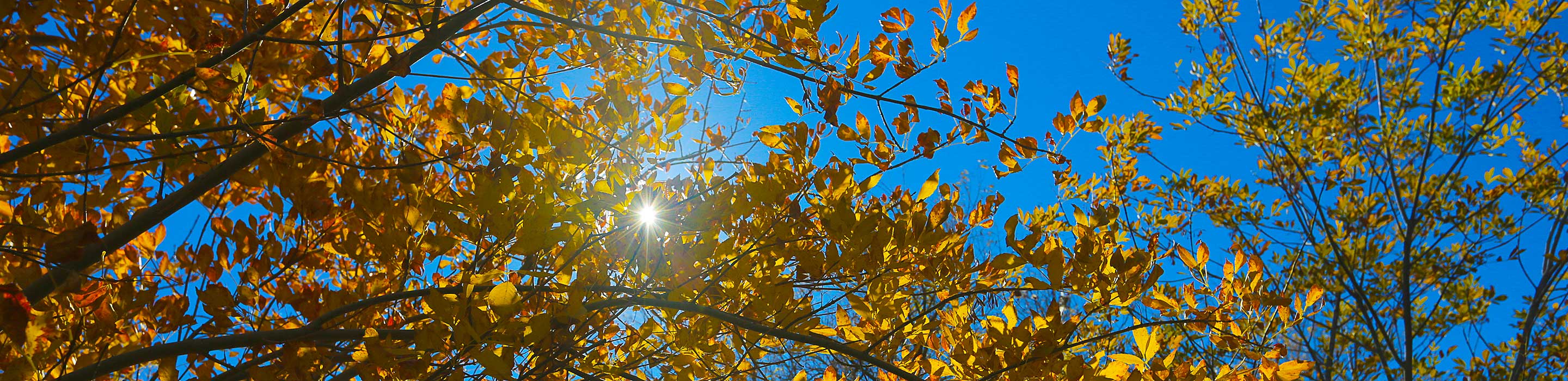 UES-Trees-for-YouPP Tree leaves