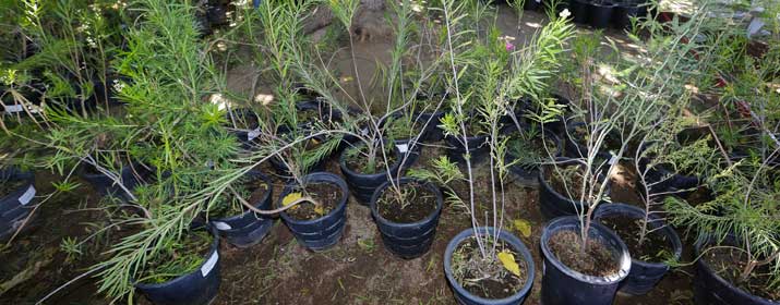 Trees in pots gathered to give out