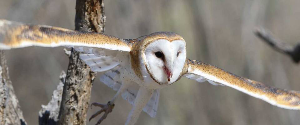 Owl with wings spread