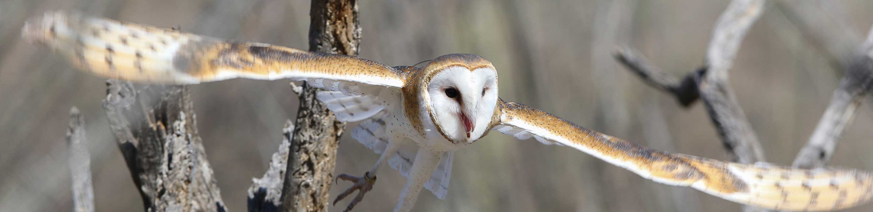 Owl with wings spread