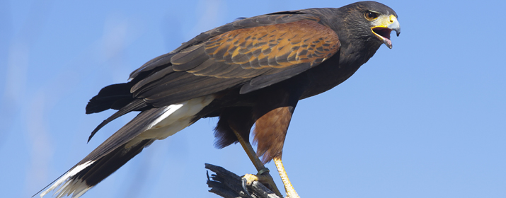 Harris Hawk