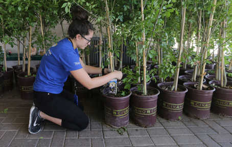 UniSource Energy Services: Shade Trees 101