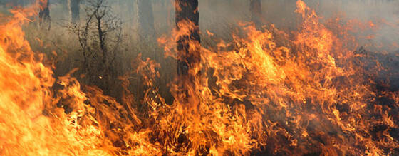 UniSource Energy Services: 4 Ways We Work to Reduce Wildfire Risks