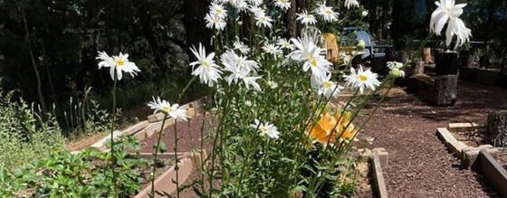 UniSource Energy Services: Four Ways We Support the Environment