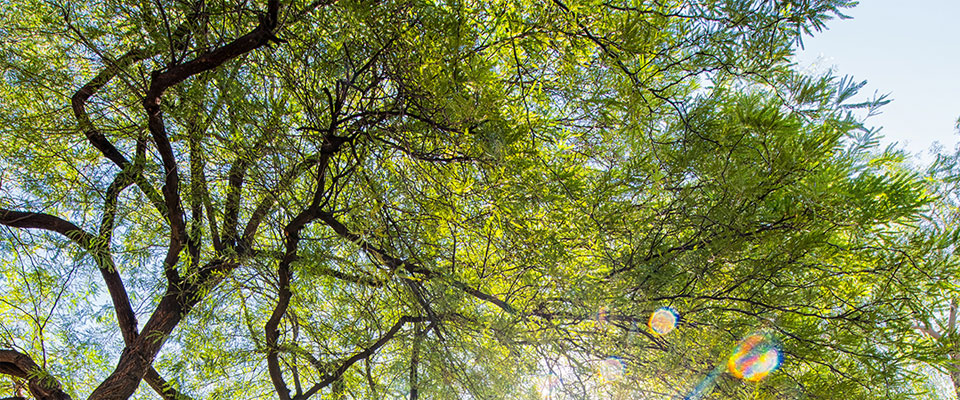 shade-tree-quiz